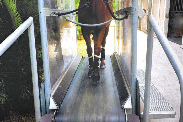 Horse treadmills rubber bands